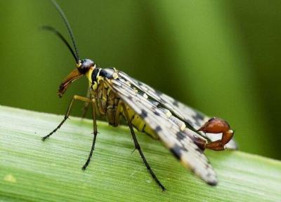 18 گونه جدید از حشرات آبزی شناسایی شدند