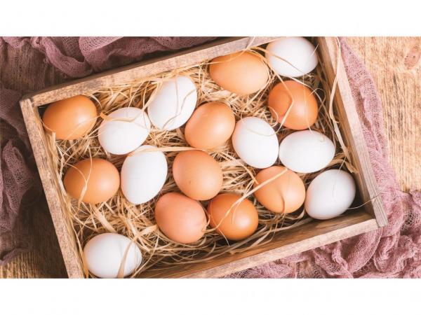 140 تن تخم مرغ به ارزش 27 میلیارد در قائم شهر تولید شد